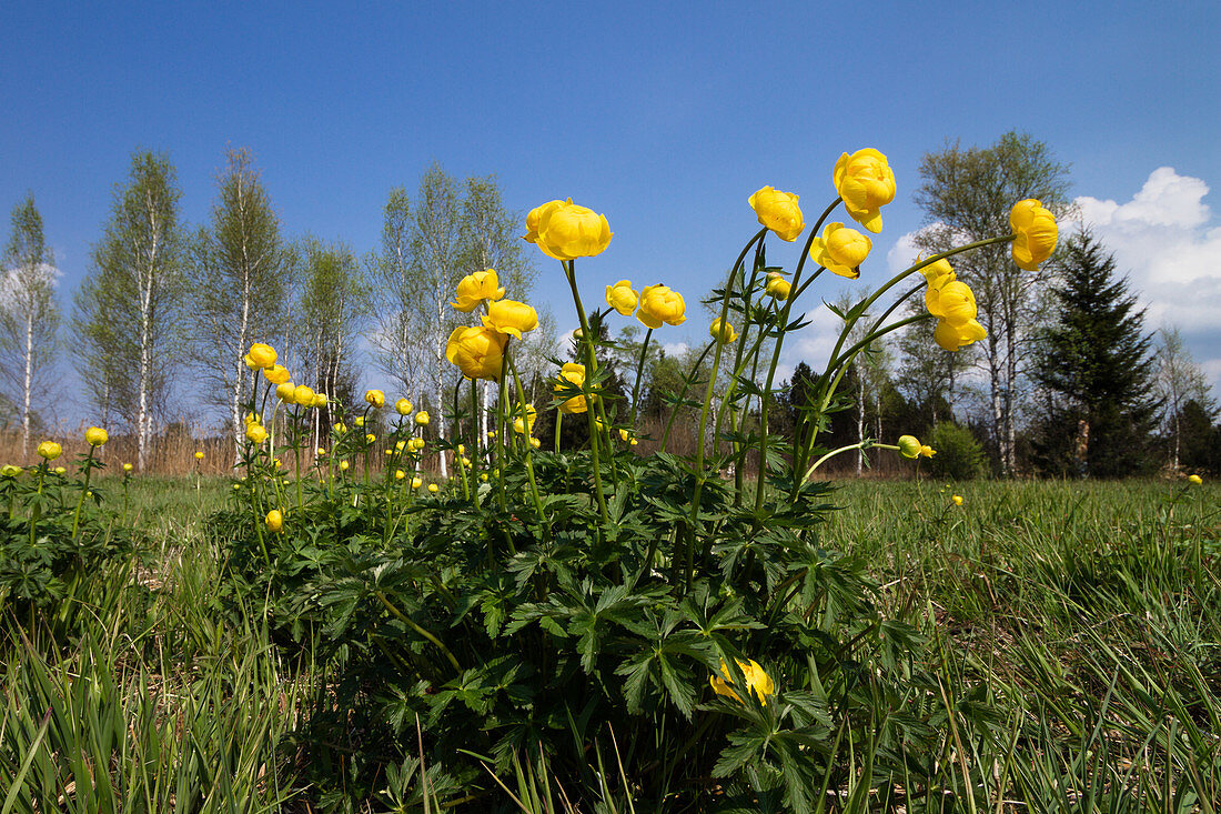 Globeflowers, Trollius europaeus, Loisach-Kochelsee Moos, Upper Bavaria, Germany