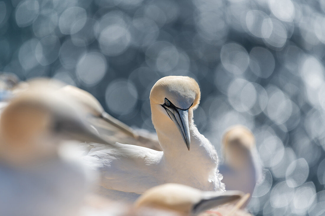 Portrait of northern gannet with bokeh on Helgoland, North Sea, Schleswig-Holstein, Germany