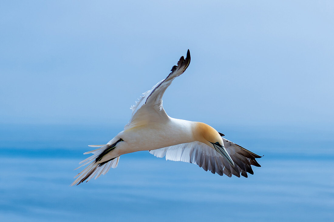 Northern gannet in flight on Heligoland, North Sea, Schleswig-Holstein, Germany