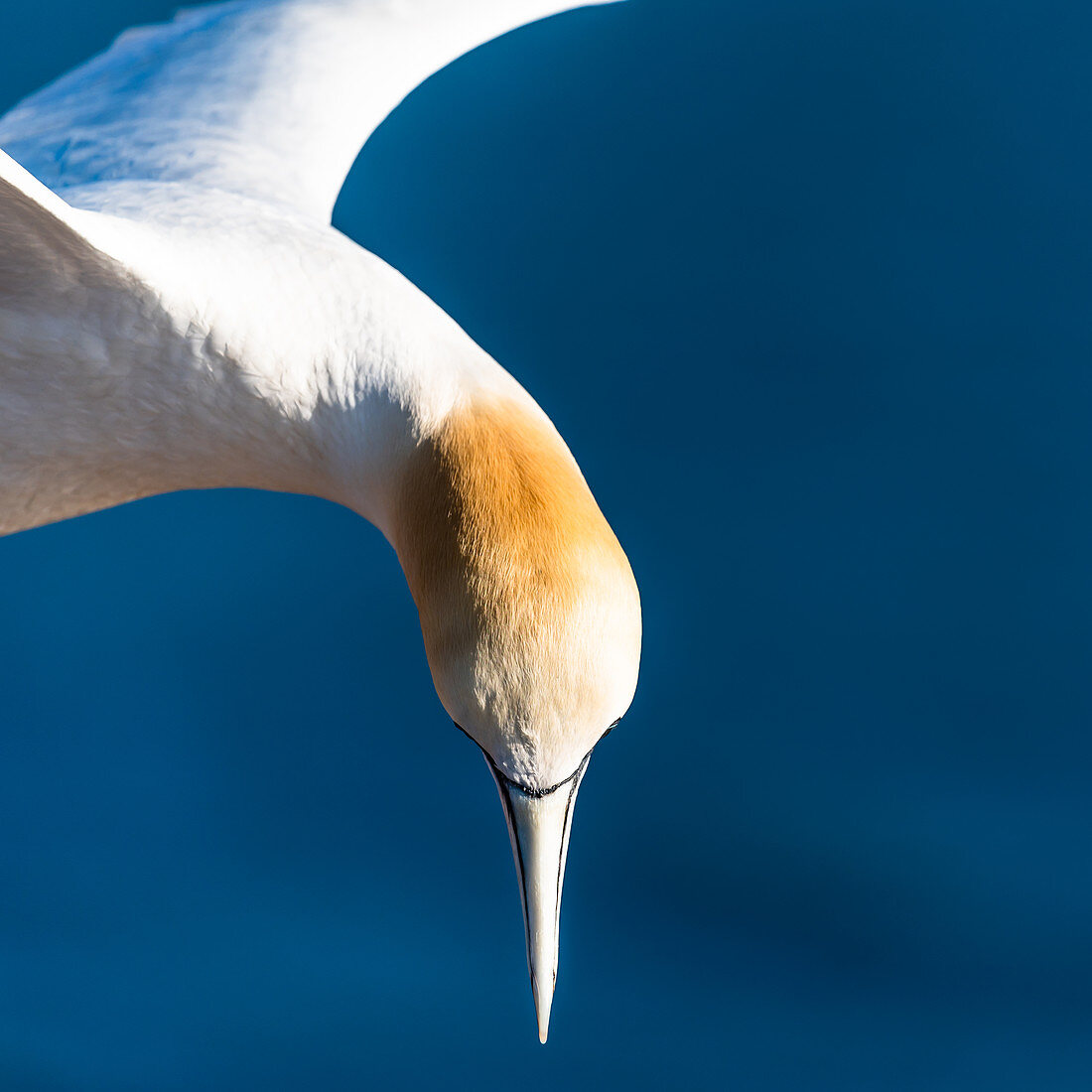 Northern gannet in the square, Heligoland, North Sea, Schleswig-Holstein, Germany