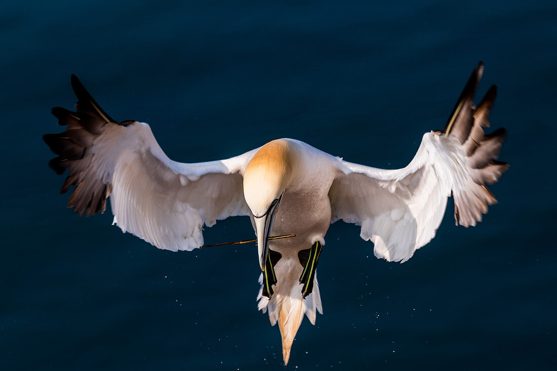 Northern gannet on approach for landing on the Lummenfelsen, Heligoland, North Sea, Schleswig-Holstein, Germany