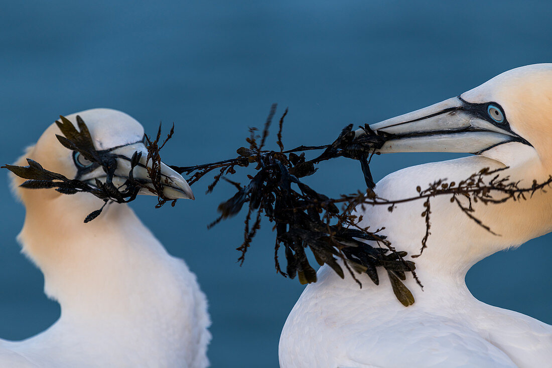 2 northern gannets with algae in their beak, Heligoland, North Sea, Schleswig-Holstein, Germany