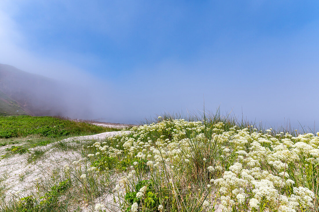 Sea kale in front of the Heligoland north beach in the fog, North Sea, Schleswig-Holstein, Germany