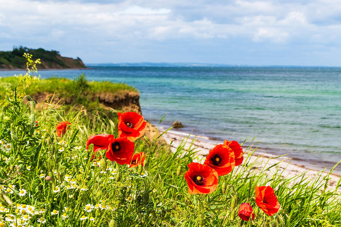 Mohn an der Steilküste von Dazendorf, Ostsee,  Ostholstein, Schleswig-Holstein, Deutschland