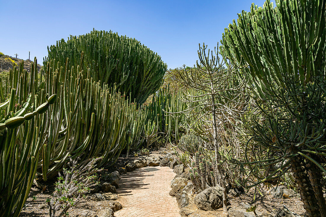 Cactus plants in the botanical garden &quot;Jardin Botanico&quot;, Gran Canaria, Spain