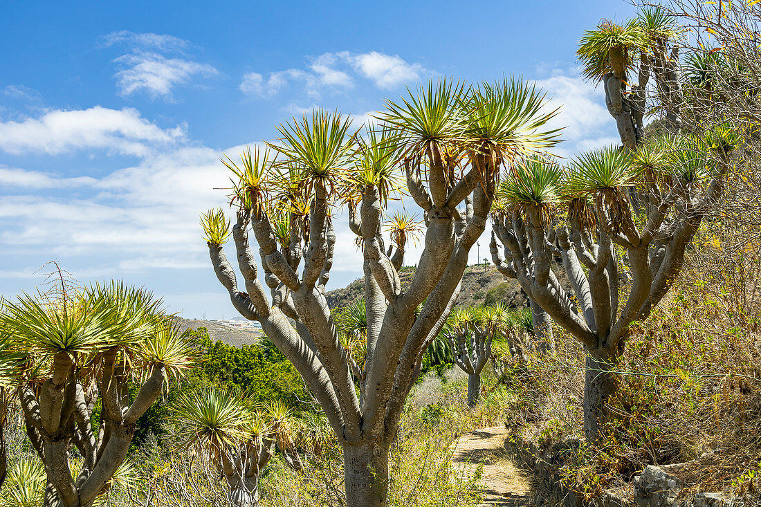 Drachenbaum im botanischen Garten "Jardin Botanico", Gran Canaria, Spanien