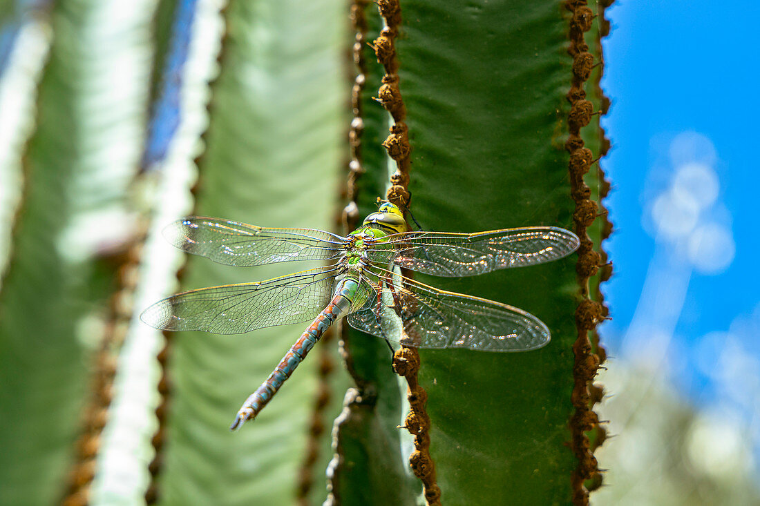 Libelle in Nahansicht auf grünem Kaktus m botanischen Garten "Jardin Botanico", Gran Canaria, Spanien