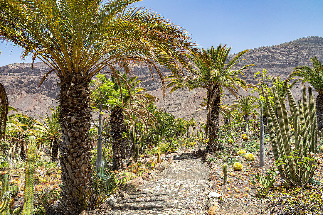 Cactus plants and palm trees in the &quot;Cactualdea Park&quot; - cactus park in the west of Gran Canaria, Spain
