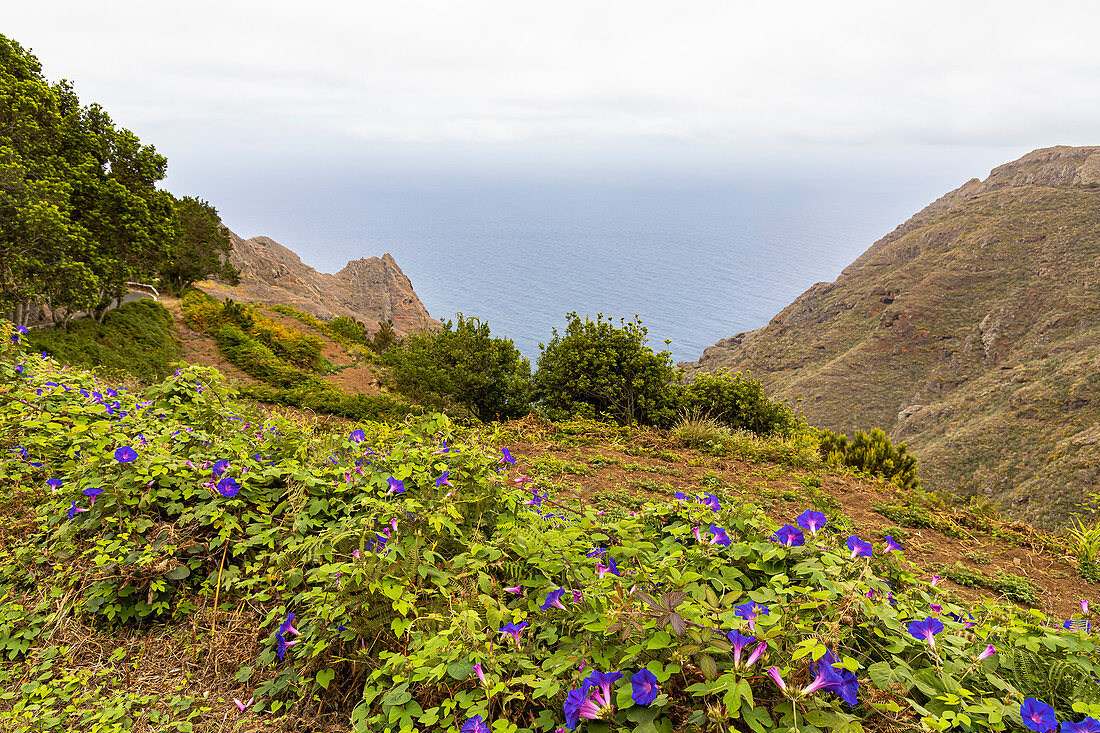 Landschaft bei Wanderweg von Las Carboneras nach Chinamada im Anaga Gebirge, Teneriffa, Spanien