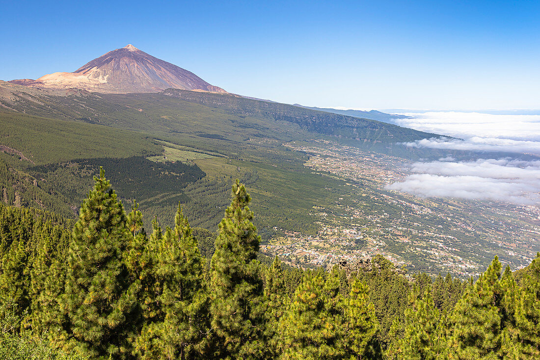 Corona Forestal - coniferous forest on the way in Teide National Park with a view of volcano, Tenerife, Spain