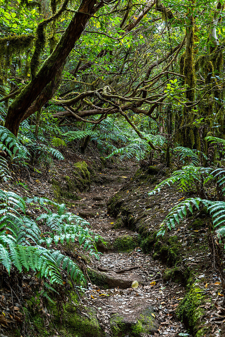 Wanderweg "Bosque Encantado" mit moosbewachsenen Bäumen und Farnen im Nebelwald des Anaga Gebirge, Teneriffa, Spanien