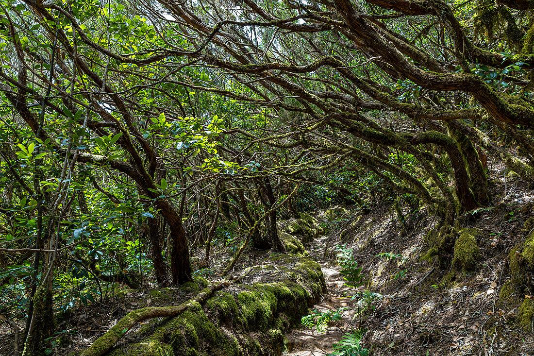 Wanderweg "Bosque Encantado" mit moosbewachsenen Bäumen im Nebelwald des Anaga Gebirge, Teneriffa, Spanien
