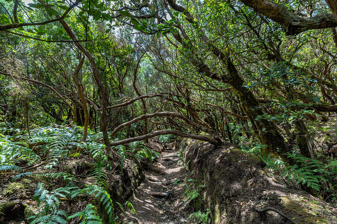 Hiking trail &quot;Bosque Encantado&quot; with moss-covered trees in the cloud forest of the Anaga Mountains, Tenerife, Spain
