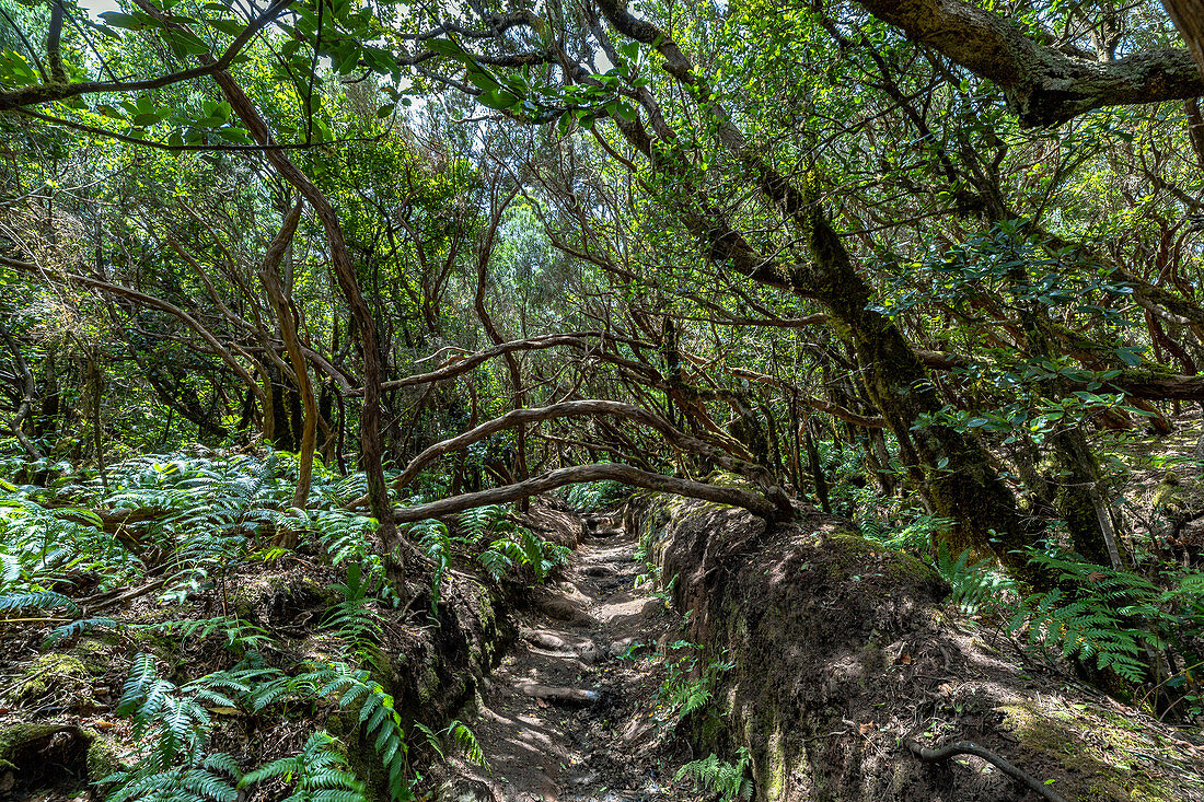 Wanderweg "Bosque Encantado" mit moosbewachsenen Bäumen im Nebelwald des Anaga Gebirge, Teneriffa, Spanien