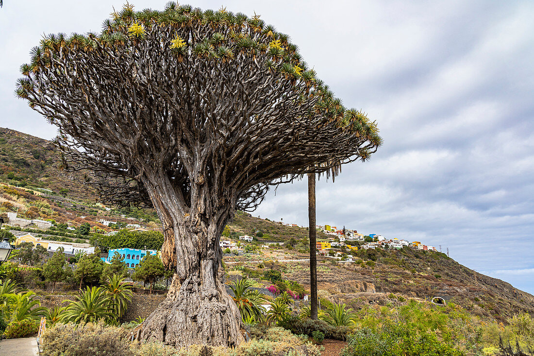 "Drago Milenario" - ältester Drachenbaum der Kanaren und Wahrzeichen, Icod de los Vinos, Teneriffa, Spanien
