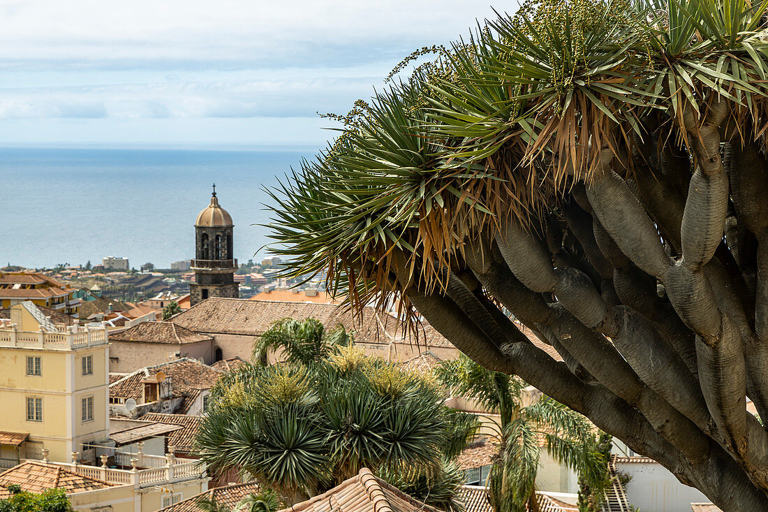 Blick vom historischen Stadtkern im Ort "La Orotava", Teneriffa, Spanien