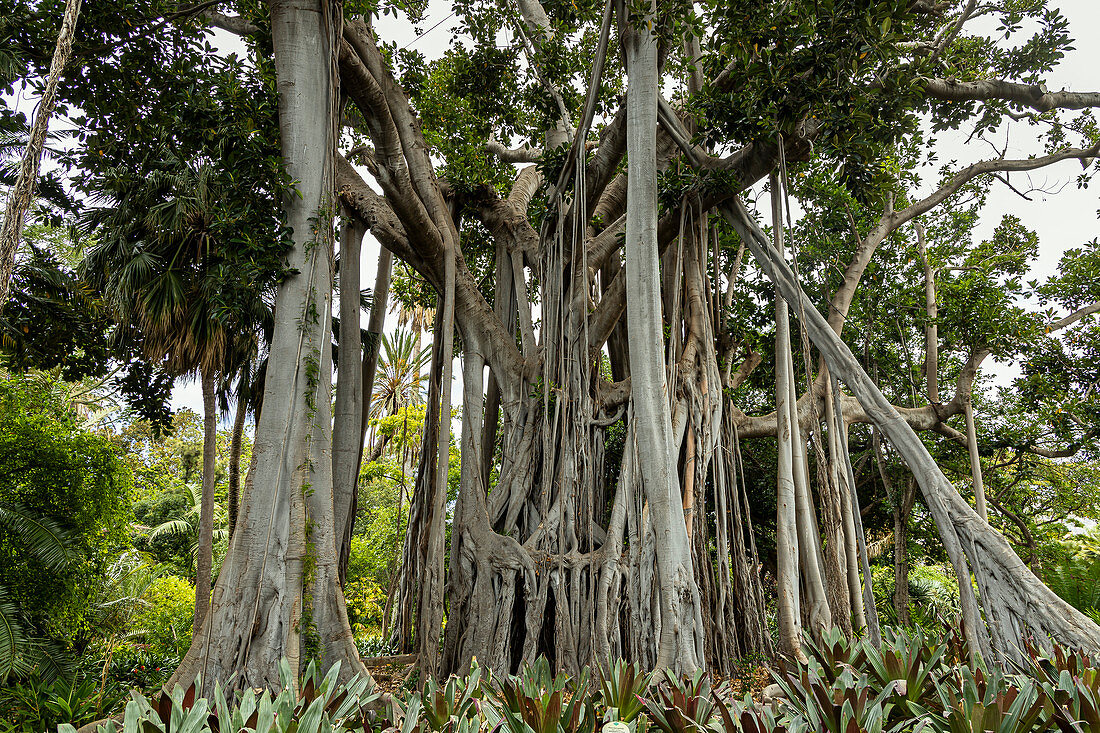 Großer Baum im botanischen Garten von Puerto de la Cruz, Teneriffa, Spanien