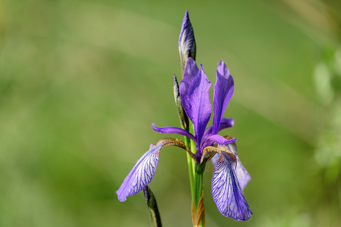Blue blooming irises, iris, iris sibirica, Weitsee, Chiemgau Alps, Chiemgau, Upper Bavaria, Bavaria, Germany
