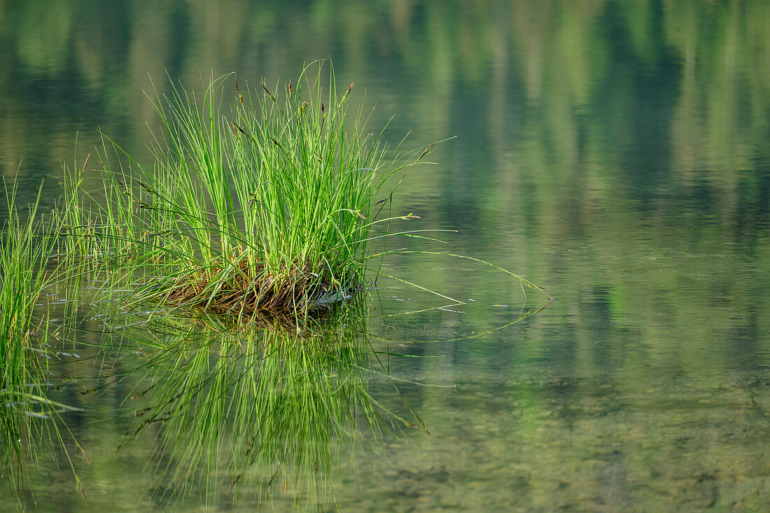 Reeds reflected in the lake, Weitsee, Chiemgau Alps, Chiemgau, Upper Bavaria, Bavaria, Germany