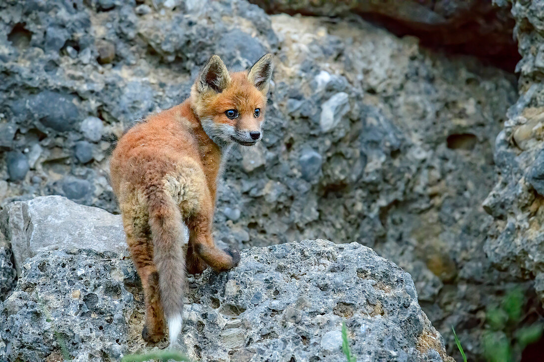 Junger Fuchs klettert über Felsen, Vulpes vulpes, Oberbayern, Bayern, Deutschland