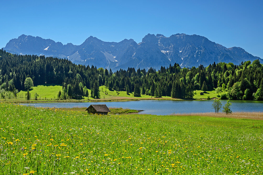 Blumenwiese mit Geroldsee und Karwendel im Hintergrund, Werdenfelser Land, Bayerische Alpen, Oberbayern, Bayern, Deutschland