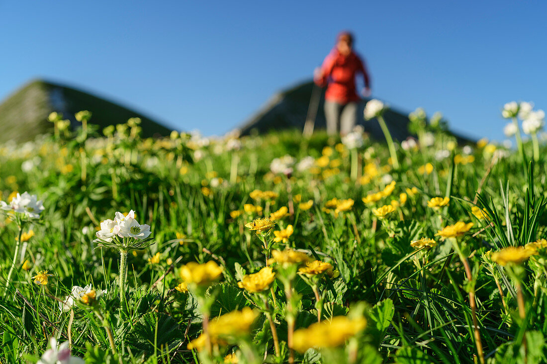 Woman hiking out of focus in the background, flower meadow in the foreground, Belluno Dolomites, Belluno Dolomites National Park, UNESCO World Heritage Dolomites, Veneto, Veneto, Italy