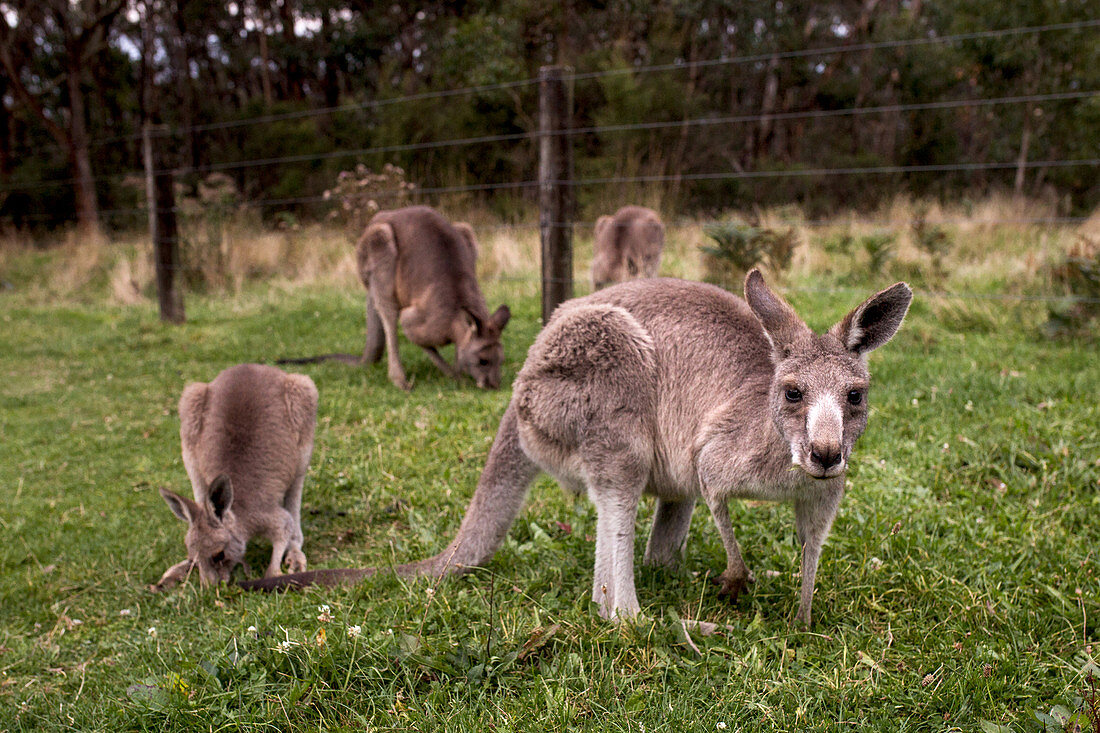 Kängurus im Otway National Park an der Great Ocean Road in Victoria, Australien