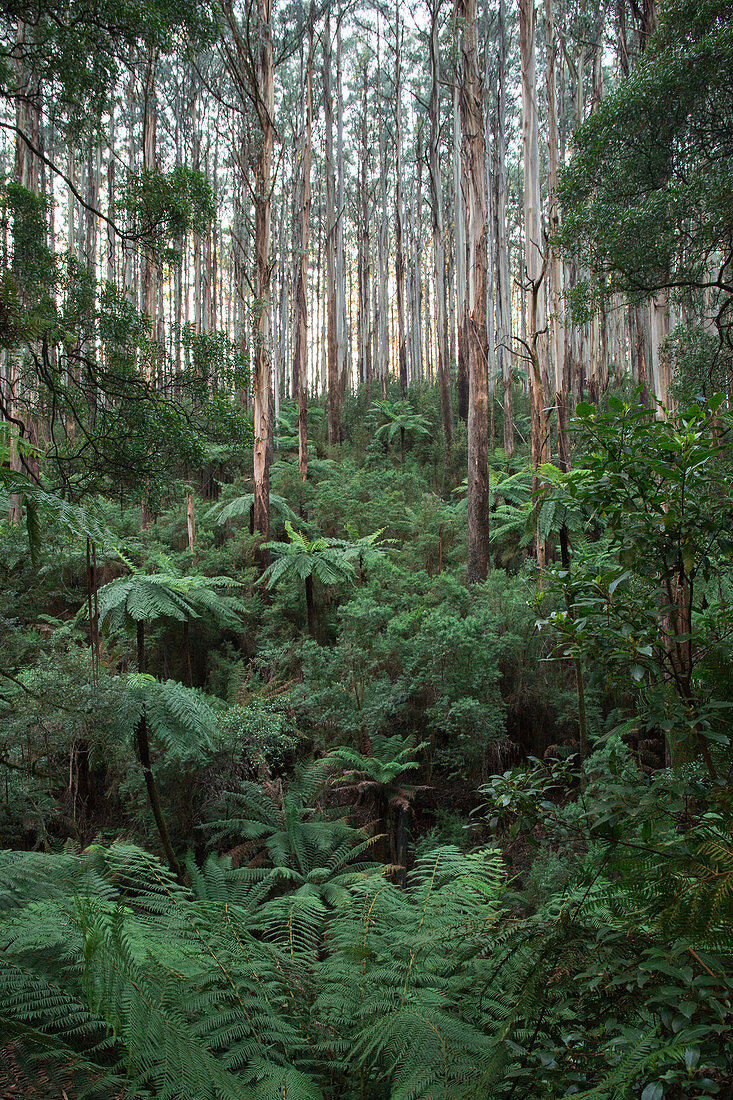 Yarra Valley is a wooded area around the Yarra River in Victoria, Australia.