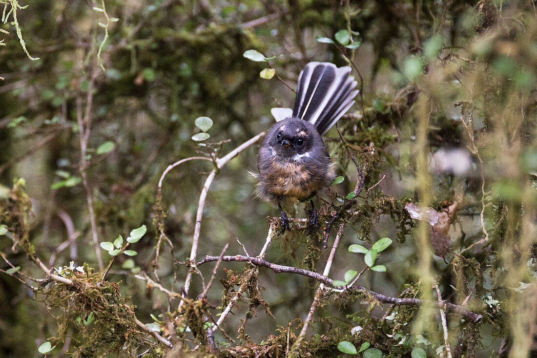 The Fantail in German fan tail lives on the West Coast in New Zealand.
