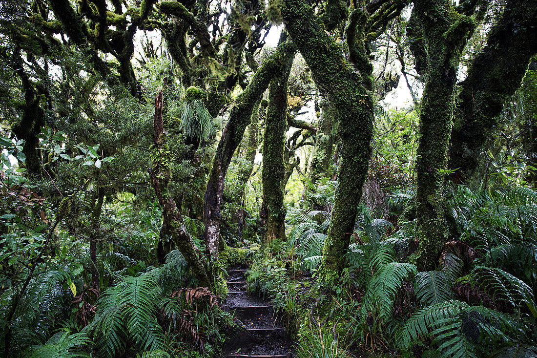 Mystischer Regenwald im Egmont National Park in Taranaki, Neuseeland