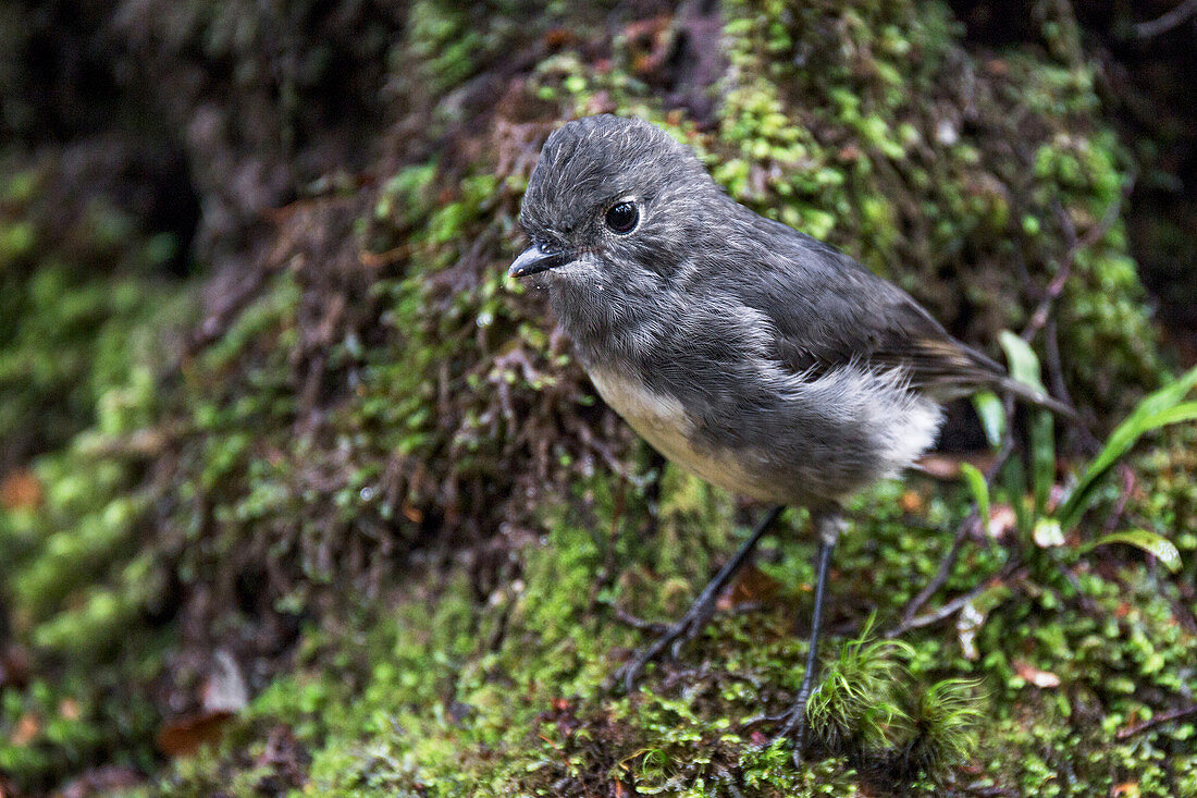 Der Neuseeland Robin lebt zum Beispiel am Lewis Pass an der West Coast in Neuseeland