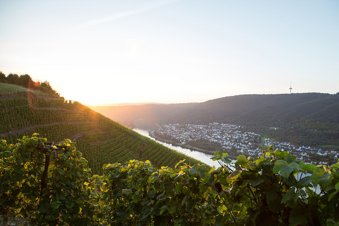 Sunrise in the vineyards on the Moselle in Winningen, Rhineland Palatinate Germany.