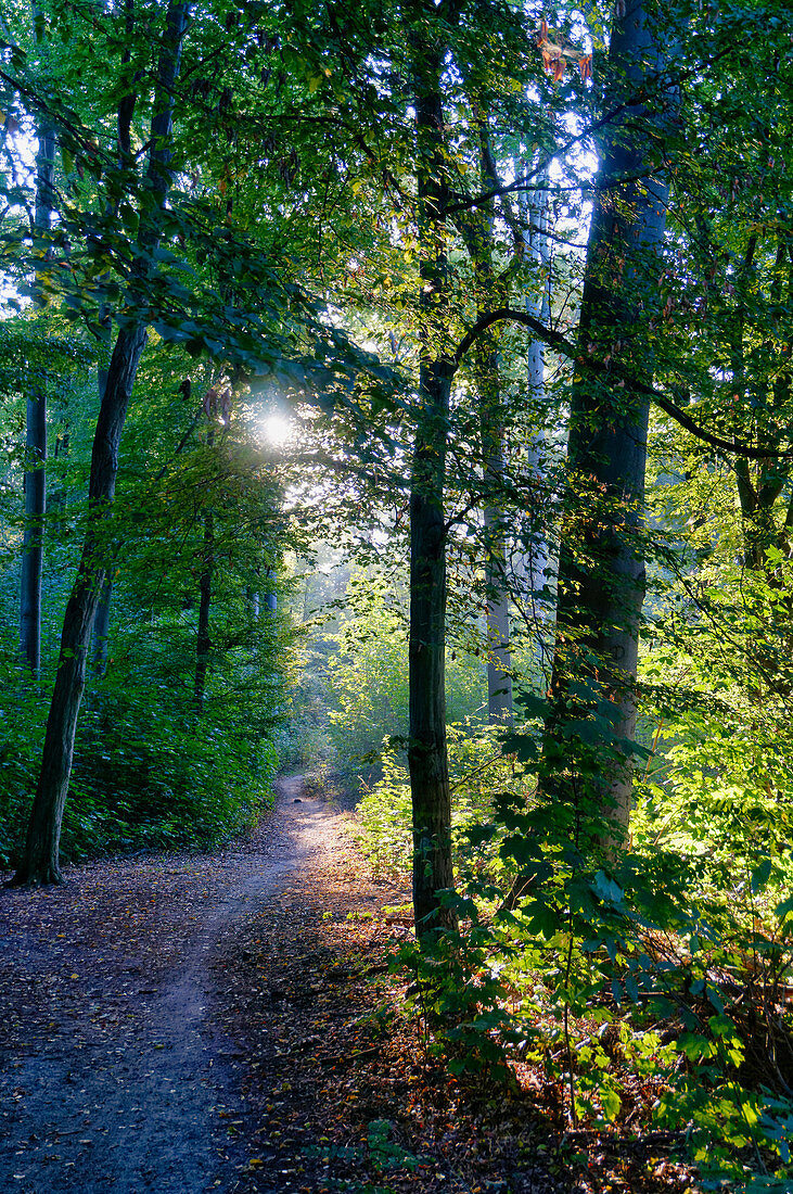 Forest near oak, Potsdam, State of Brandenburg, Germany