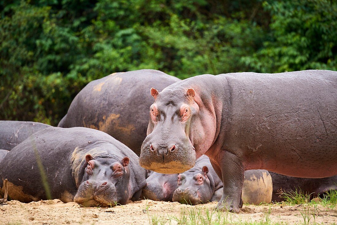 Hippopotamus (Hippopotamus amphibius), group resting,  Queen Elizabeth National Park, Uganda, Africa.