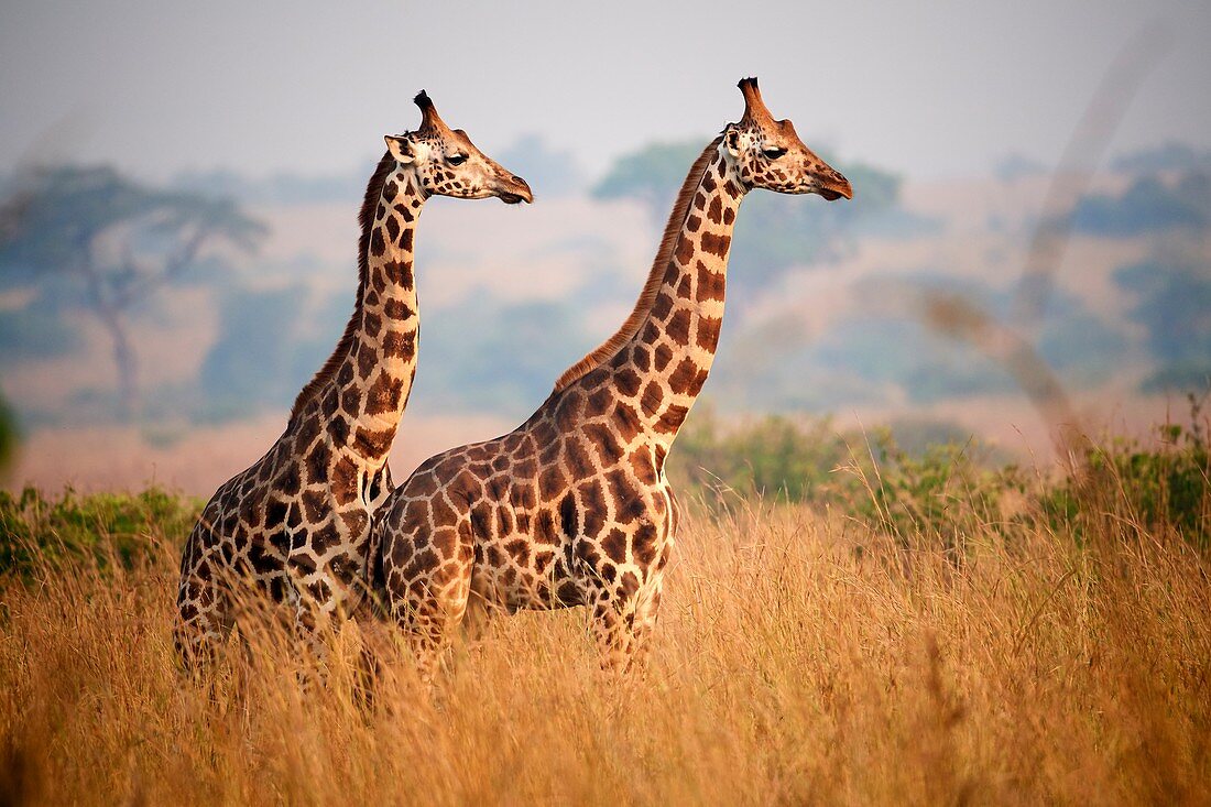 Rothschilds Giraffe (Giraffa camelopardalis rothschildi) im Murchison-Falls-Nationalpark, Uganda, Afrika