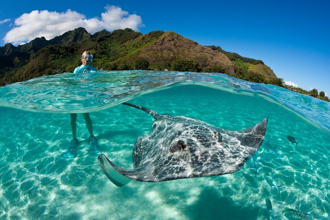 Snorkeling with Pink Whipray in Lagoon, Pateobatis fai, Moorea, French Polynesia