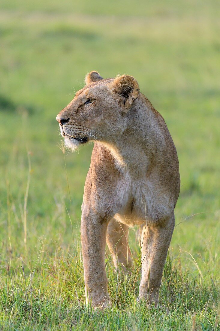 Afrikanischer Löwe (Panthera Leo), Weibchen, Naturschutzgebiet Masai Mara, Kenia, Afrika