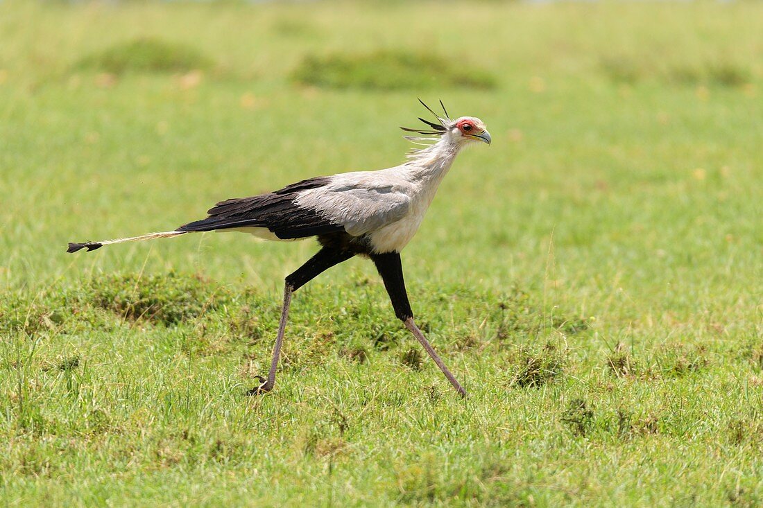 Secretary bird, Sagittarius serpentarius, Masai Mara National Reserve, Kenya, Africa