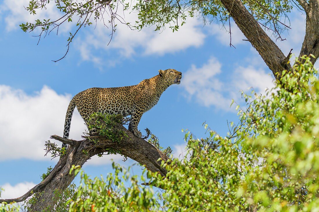 Leopard (Panthera pardus) auf dem Baum, Naturschutzgebiet Masai Mara, Kenia, Afrika