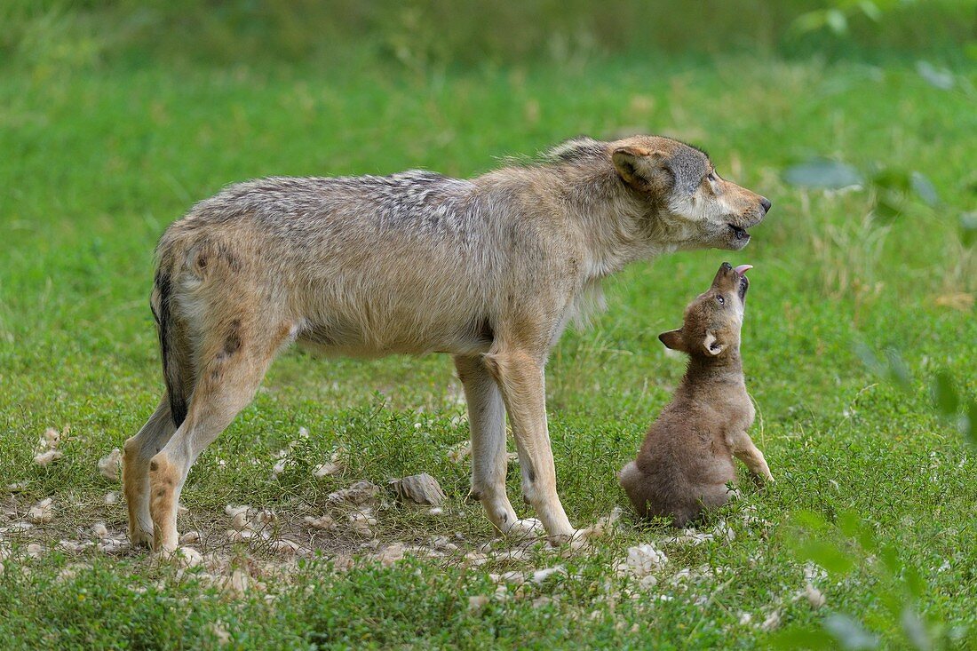 Wolf (Canis Lupus), Erwachsener mit Jungtier