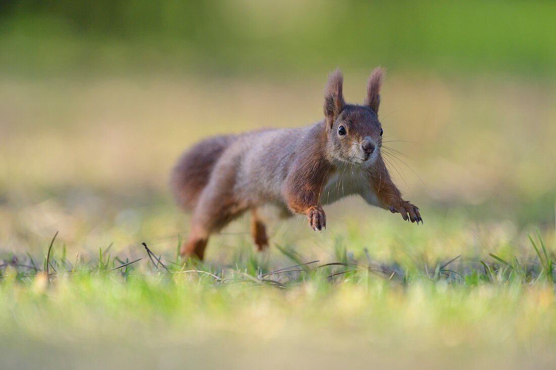 Red Squirrel, Sciurus vulgaris