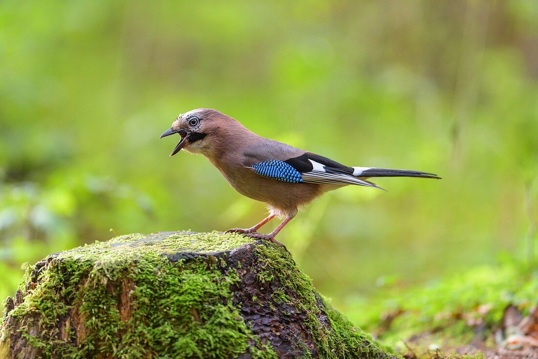 Eurasian Jay, Garrulus glandarius, on tree stump