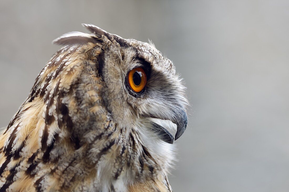 Eagle Owl ( Bubo bubo ), Eurasian Eagle-Owl, also called Northern Eagle Owl or European Eagle-Owl, adult, calling, side view, Europe.