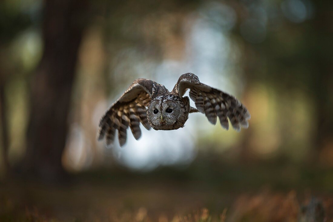 Tawny Owl / Waldkauz ( Strix aluco ) in flight, flying through open woods, hunting, frontal shot, in front of nice background, Europe.