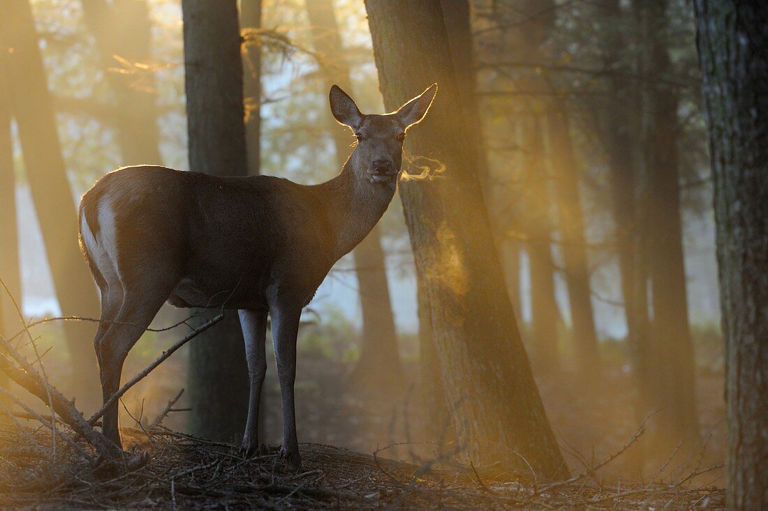 Red Deer ( Cervus elaphus ), hind, standing at the edge of a forest on a misty morning, wonderful atmospheric backlight, visible breath cloud, Europe.