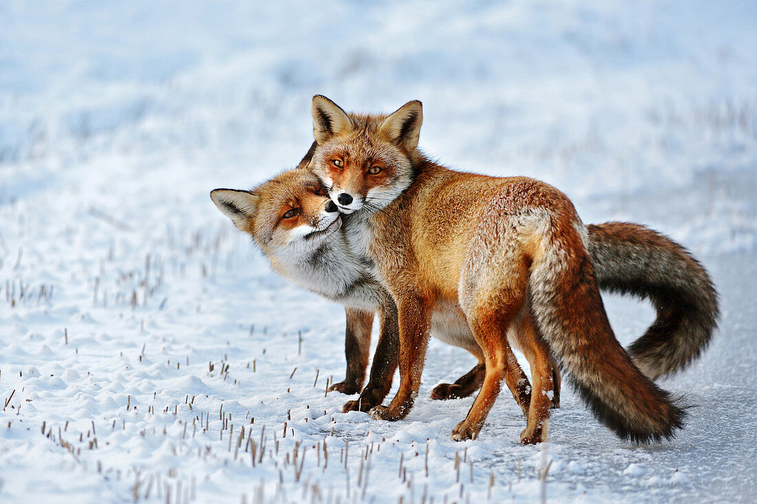 Red Fox ( Vulpes vulpes ), Red Foxes in love, caressing, tenderness, cute emotional behaviour, pair of foxes in winter, snow, wildlife, Europe.