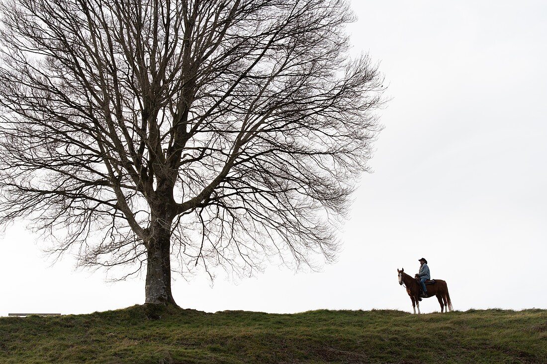 Veteran Cowboy auf seinem arabischen Pferd vor einem einsamen Baum
