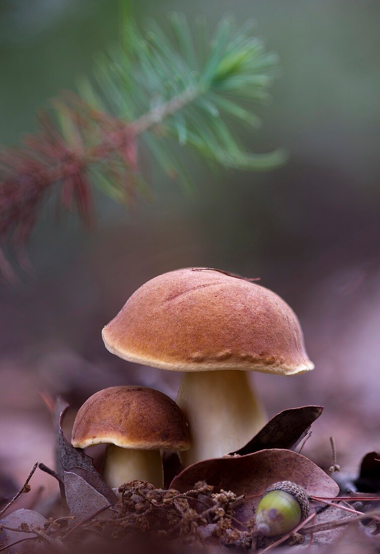 Aprikosenfarbener Röhrling (Xerocomus cfr. armeniacus)