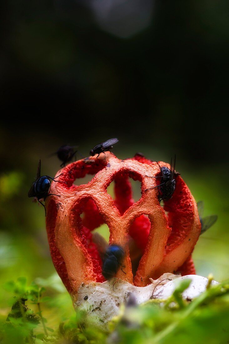 Rote Gitterling (Clathrus cancellatus), Domusnovas, CA, Sardinien, Italien