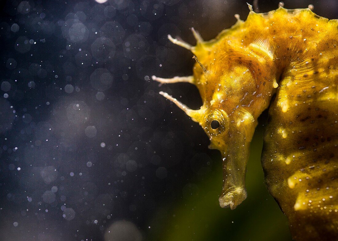 Speckled Seahorse Long-snouted seahorse Hairy Seahorse, Hippocampus guttulatus,\n